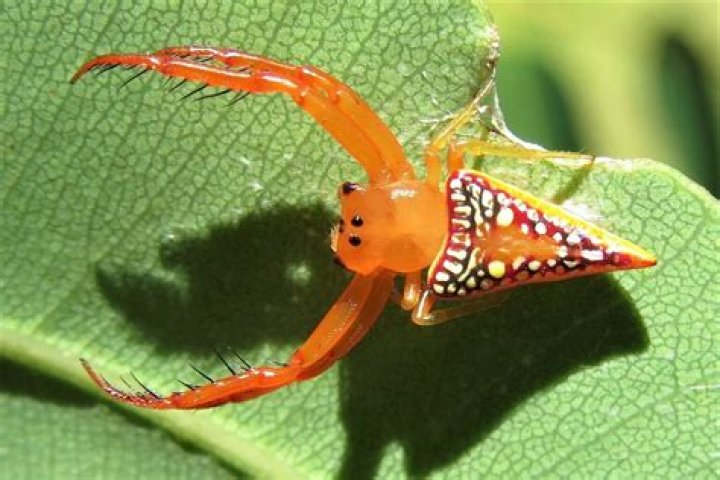 10 Captivating Facts About Triangular Spider