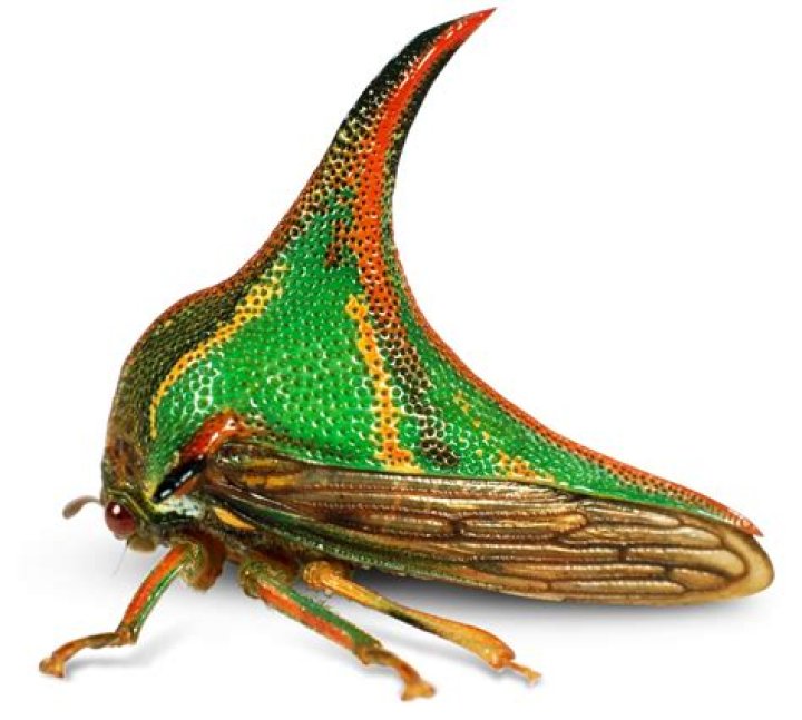 10 Thorn Bug Interesting Facts