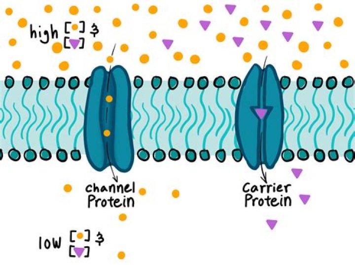16 Extraordinary Facts About Facilitated Diffusion