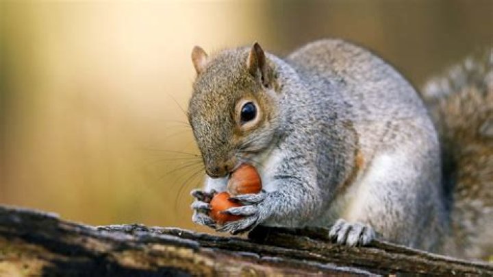 16 Facts About Grey Squirrel
