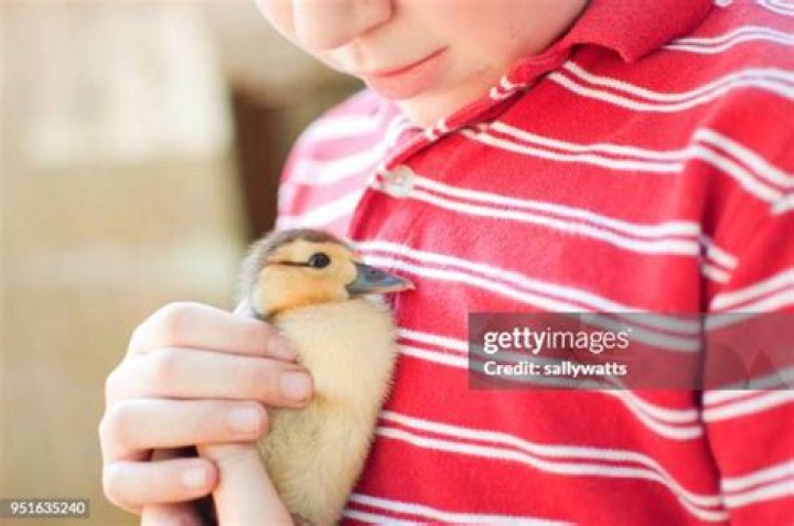 Boy Holding a Duckling