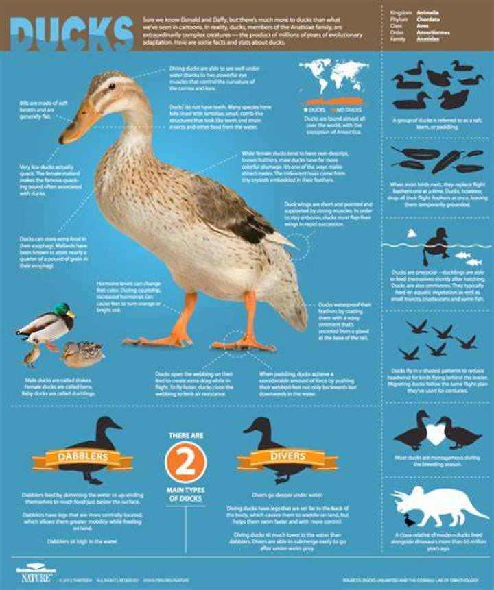 duck facts