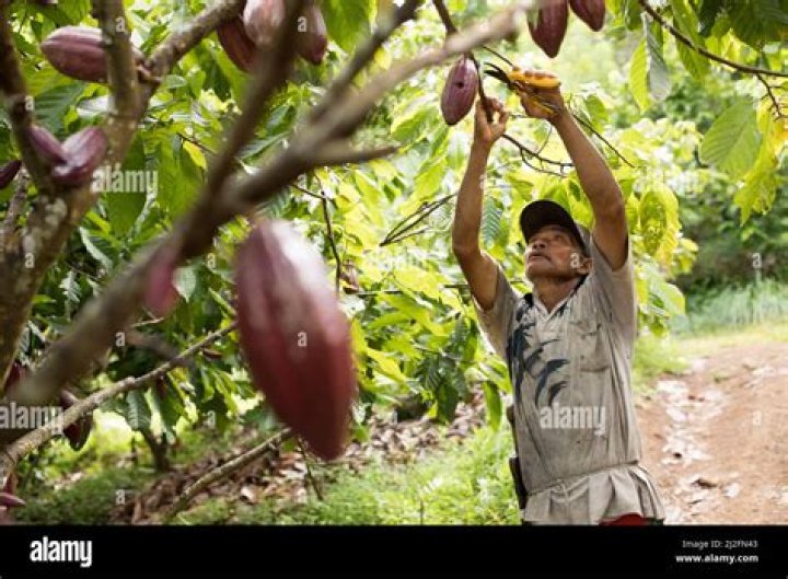How do you farm cocoa?