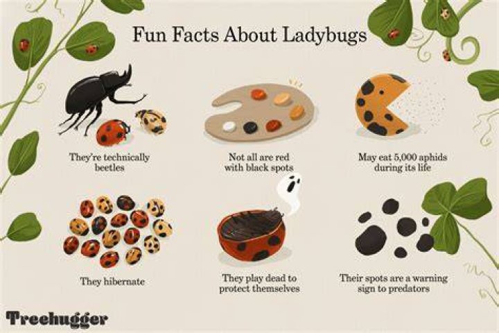 Ladybug Facts