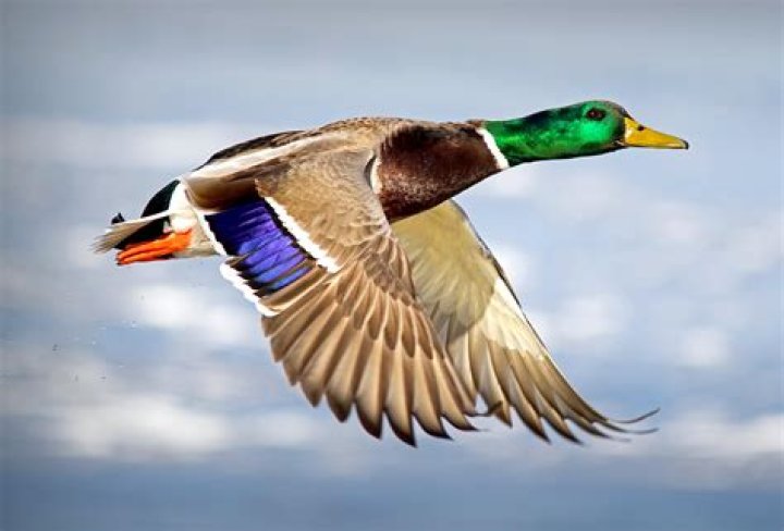 Mallard Flying