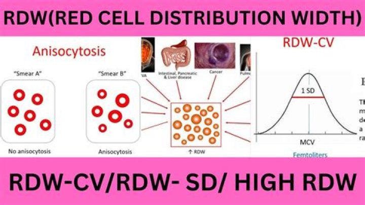 تحليل rdw-cv النسبة الطبيعية