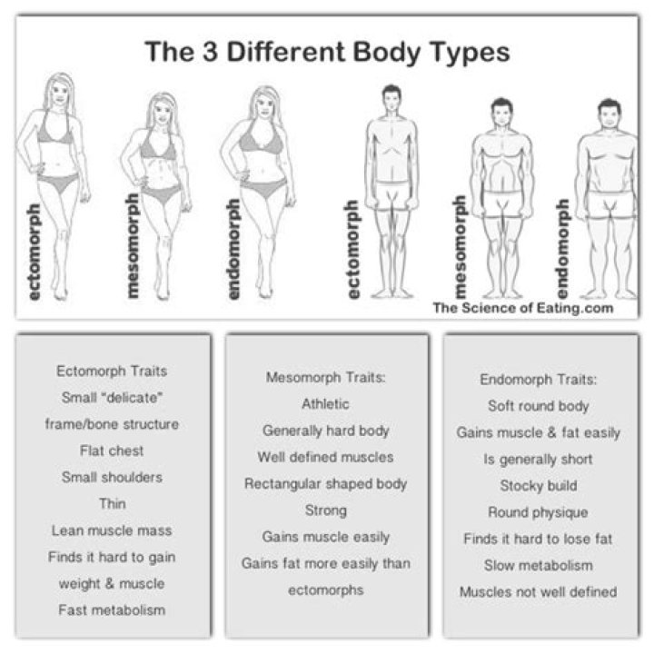 The 3 Body Types Explained Ectomorph, Mesomorph And Endomorph
