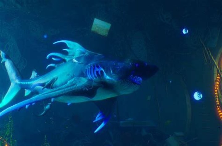 Upgrade your shark!