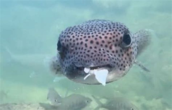 Watch out for pufferfish!