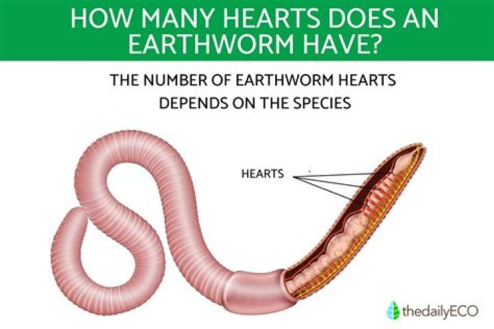 Why do worms have 5 hearts?